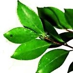 foraywhile_neem