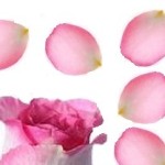 rosepaint