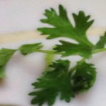 darkcircles_coriander_foraywhile