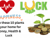 Keep these 10 plants in your home for Money, Health, Happiness & Luck