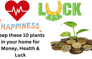Keep these 10 plants in your home for Money, Health, Happiness & Luck